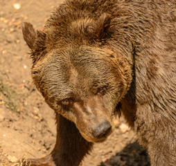 brown bear portrait making a face