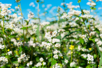 flowering buckwheat field