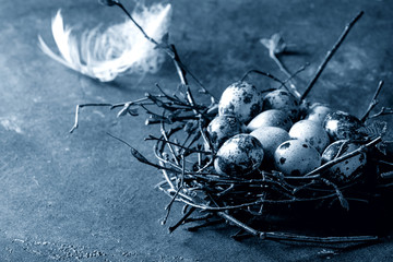 Quail Easter eggs in birds nest with white feather over dark blue texture background. Copy space. Color of the year 2020 classic blue toned