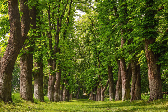 Alley of huge old chestnut trees, outdoor background