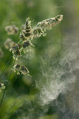 Gräserpollenflug bei Wind, Wolke mit Graspollen fliegen von Gras ab, Gräserpollenwolke fällt aus...