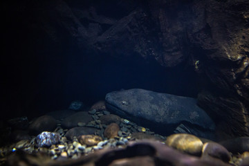 giant Chinese salamander in the Beijing zoo