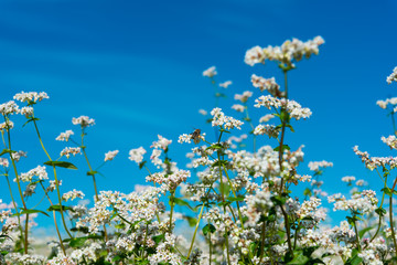 flowering buckwheat field