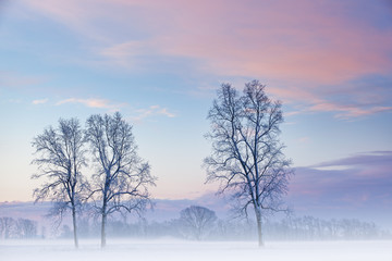 Winter, rural landscape of bare trees in fog at dawn, Michigan