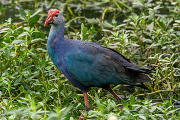 Gray-headed Swamphen at Hoskote Lake