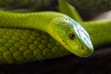 mamba verde