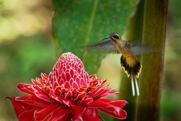 Long-billed Hermit - Phaethornis longirostris large hummingbird on the red bloom, resident breeder...