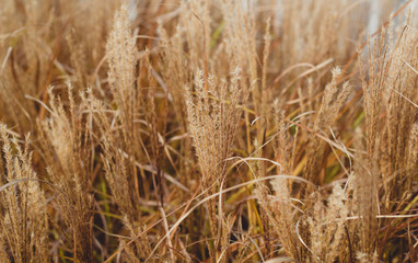 Braune trockene Gräser im Herbst