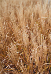 Braune trockene Gräser im Herbst