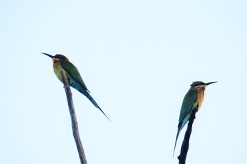 Birds of Tambaram