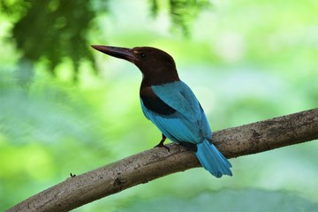 Birds of Tambaram
