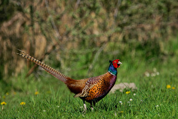 Jagdfasan (Phasianus colchicus) Männchen in blühender Wiese, Schleswig-Holstein, Deutschland