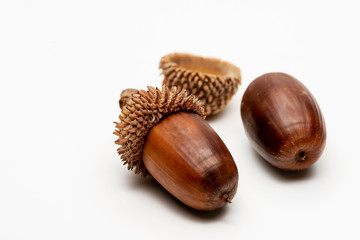 Close up shot two acorns on a white background.