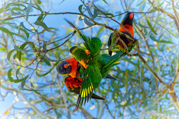 Rainbow Lorikeet - Trichoglossus moluccanus- species of parrot from Australia, common along the eastern seaboard, from northern Queensland to South Australia, rainforest, coastal bush
