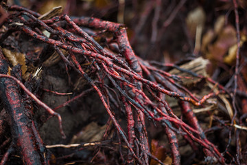 Dünne nasse Äste im Wald