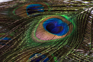 Fototapeta premium Beautiful peacock feather background. Closeup texture