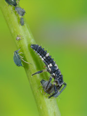 Ladybug larva eats aphid, Ladybug larva eating aphid, Calvia quatuordecimguttata larva eats aphid, Beneficial insect larva eats pest, Larve des Vierzehnpunkt Marienkäfer frisst Blattlaus
