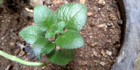 Plectranthus amboinicus