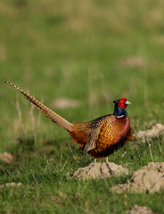 Jagdfasan (Phasianus colchicus) Männchen Nahaufnahme, Schleswig-Holstein, Deutschland