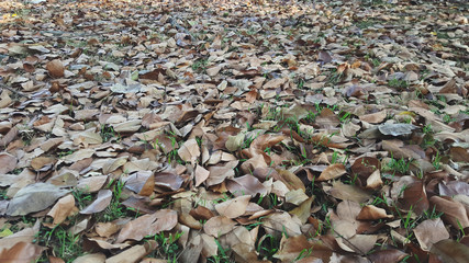 leaves with green grass field in the background.