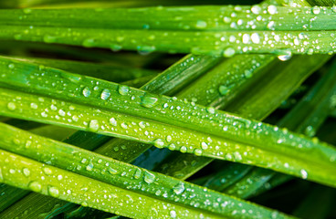 Green leaves of the Daylily after the rain.