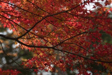 紅葉