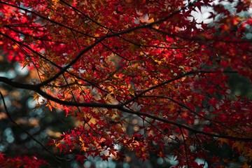 紅葉