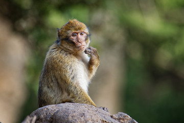 Barbary macaque - Macaca sylvanus also Barbary ape or magot, found in the Atlas Mountains of Algeria and Morocco along with a small population of uncertain origin in Gibraltar