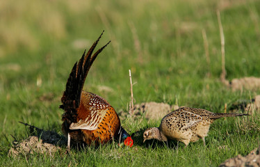 Jagdfasan (Phasianus colchicus) Männchen und Weibchen, Schleswig-Holstein, Deutschland