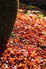 Red autumn leaves fall on ground near the tree. Season concept background