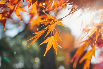 close up red autumn maple leaves on tree with sunlight, natural autumn season concept  