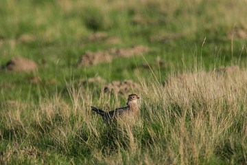 Jagdfasan (Phasianus colchicus) Weibchen in Grünland, Schleswig-Holstein, Deutschland