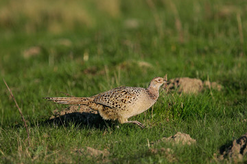 Jagdfasan (Phasianus colchicus) Weibchen in Grünland, Schleswig-Holstein, Deutschland