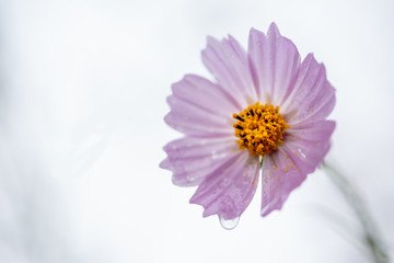 花と雫