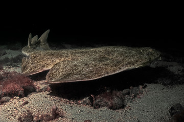 Angelshark o tiburón angelote nadando sobre la arena en el atlantico
