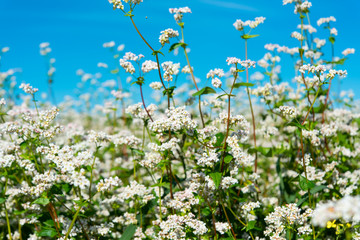 Obraz na płótnie Canvas flowering buckwheat field