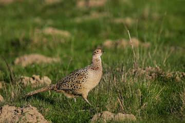 Jagdfasan (Phasianus colchicus) Weibchen in Grünland, Schleswig-Holstein, Deutschland