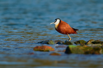 African Jacana - Actophilornis africanus  is a wader in the family Jacanidae, identifiable by long toes and long claws that enable them to walk on floating vegetation in shallow lakes, blue water