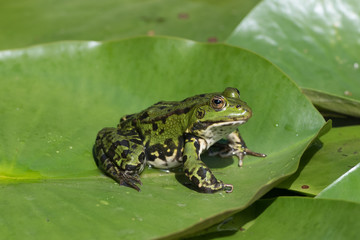 Frosch Seerose