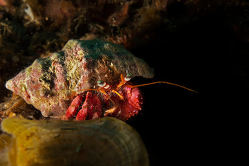 Cangrejo ermitaño sobre un arrecife