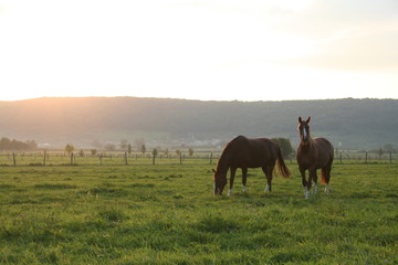 Chevaux dans les près