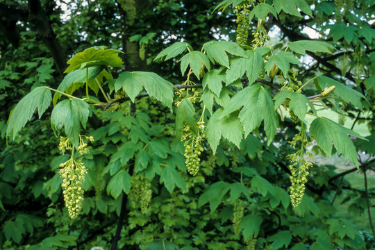 Acer pseudoplatanus, Erable sycomore