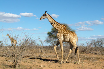 Girafe, Giraffa Camelopardalis, Parc national Kruger, Afrique du Sud