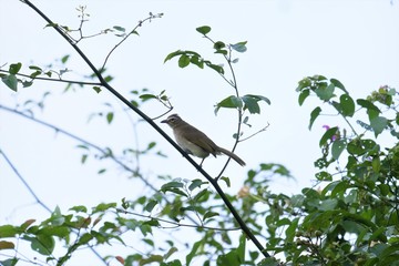 Birds of Tambaram