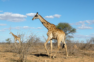 Girafe, Giraffa Camelopardalis, Parc national Kruger, Afrique du Sud