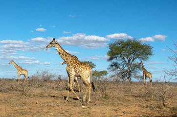 Girafe, Giraffa Camelopardalis, Parc national Kruger, Afrique du Sud