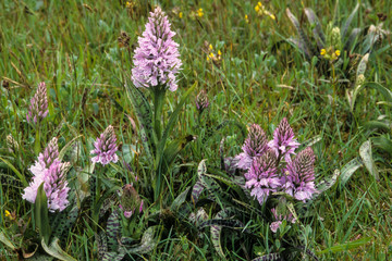 Orchis à larges feuilles, Orchis incarnat, Orchis latifolia, Dactylorhiza incarnata