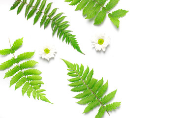 fern leaves and white flowers in season on a white background