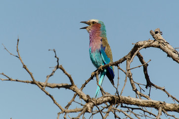 Rollier à longs brins,. Coracias caudatus, Lilac breasted Roller