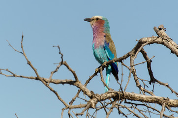 Rollier à longs brins,. Coracias caudatus, Lilac breasted Roller